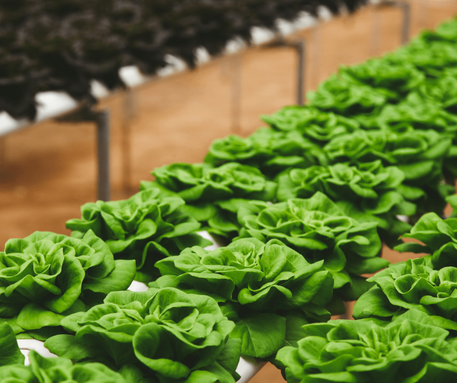baby lettuce in raised garden bed, growing organic vegetable gardens