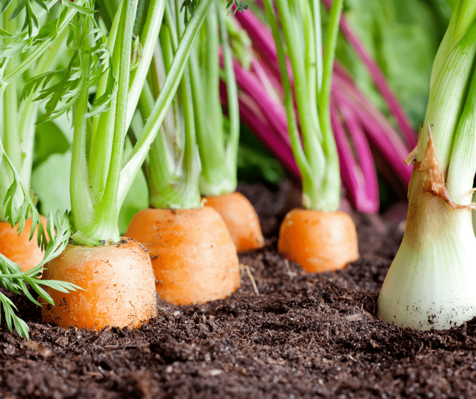 close-up of carrots growing in soil, growing organic vegetable gardens