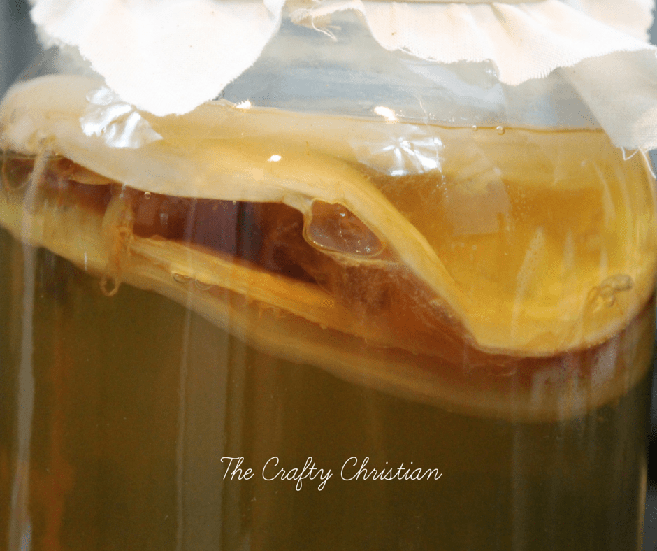 closeup of a SCOBY in a gallon sized kombucha jar