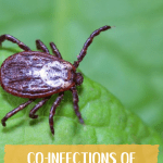 Lyme disease is an epidemic. The CDC reports 300,000 new cases every year, and that's only the ones that are diagnosed. We know that there are a lot of cases that go undiagnosed because Lyme testing (Borrelia burgdorferi) is so unreliable, so the number of people who contract it every year is likely much higher. It is called "the great imitator" for good reason; its symptoms range far and wide, and can often be attributed to countless other conditions. And when you take into account the many co-infections of Lyme disease, we're left with an unlimited combination of symptoms that stump most general practitioners and even some specialists.