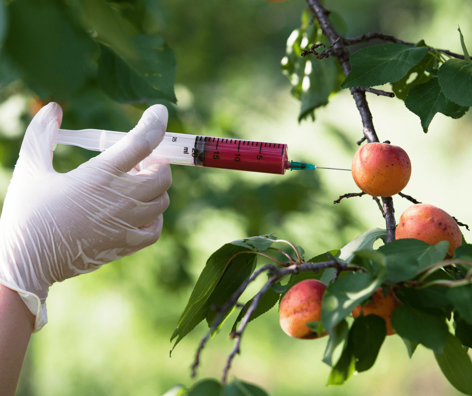 latex gloved hand injecting an apple on a tree with a red liquid