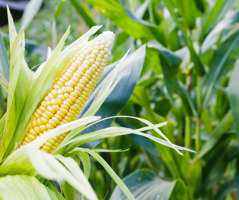 open ear of corn on a cornstalk